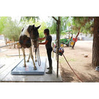 SellEton SL-929 Livestock & Cattle Alleyway Scale with The Size L-7’x36 | 5000 lbs x 1 lb