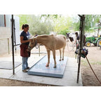 SellEton SL-929 Livestock & Cattle Alleyway Scale - Animal Weighing Equipment with Two Ramps with 5000 lbs x 1 lb